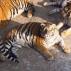 Kövér amuri tigrisek: valami furcsa történik egy kínai rezervátumban Az orvvadászokat nem börtönnel, hanem nagy pénzbírsággal kell büntetni