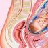 쌍둥이 임신 : 첫 징후부터 출산까지