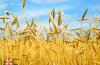 Vse nianse uporabe olja pšeničnih kalčkov v kozmetologiji in medicini Kako pridobiti olje pšeničnih kalčkov