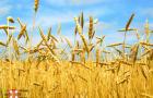 Sve nijanse korištenja ulja pšeničnih klica u kozmetologiji i medicini Kako dobiti ulje pšeničnih klica