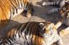 Fat Amur tigers: something strange is happening in a Chinese reserve Poachers should be punished not with prison, but with large fines