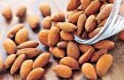 Almonds: how to eat and how much you can eat, beneficial properties and calorie content